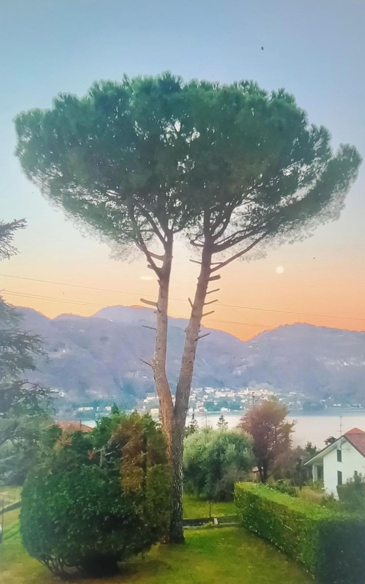 Villa Rosi Lierna Dış mekan fotoğraf