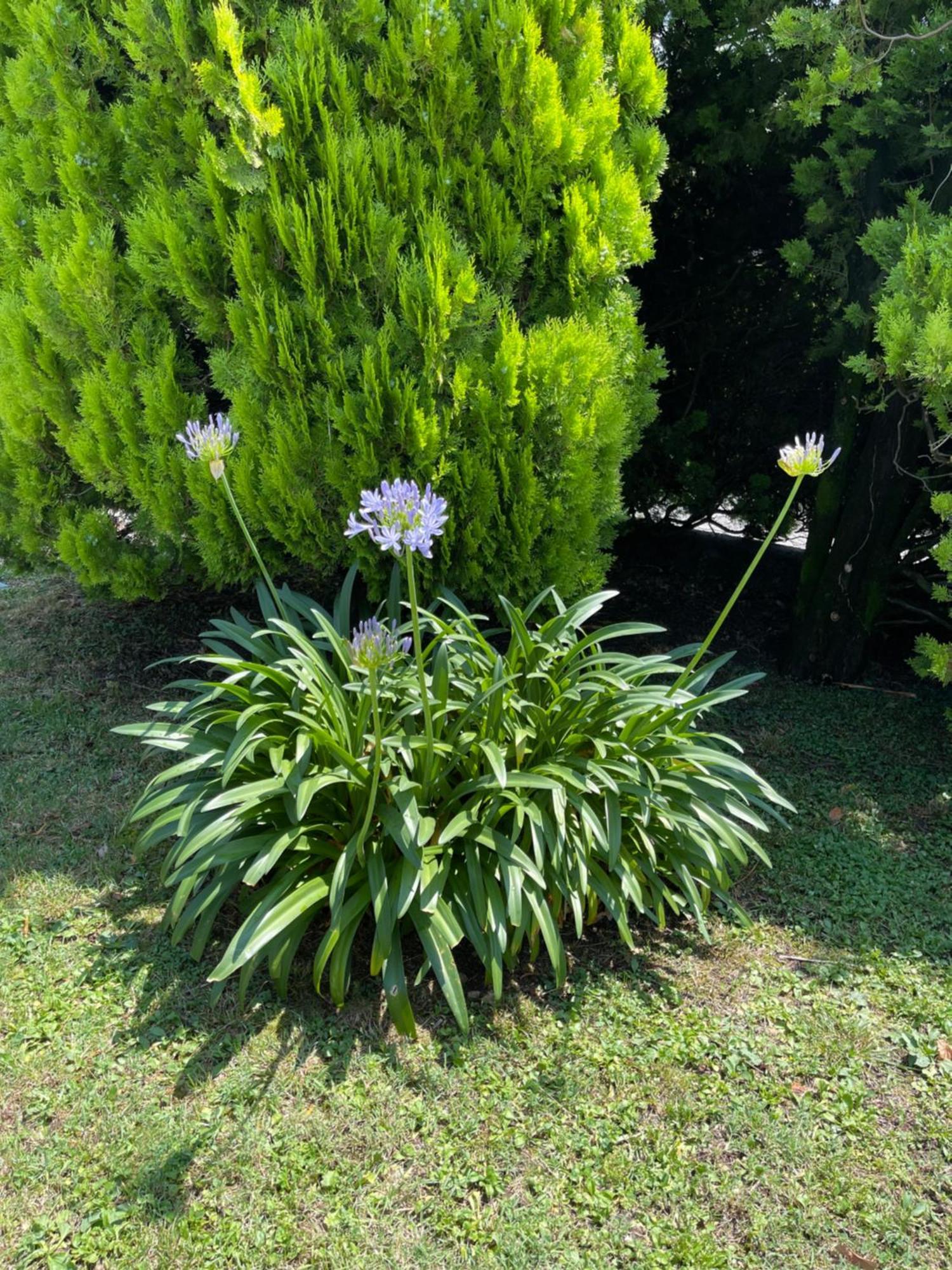 Villa Rosi Lierna Dış mekan fotoğraf